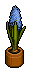 Blaue Hyacinte