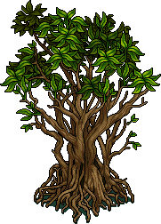 Lagunen-Mangrovenbaum