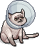 Halskrausenkatze Carter