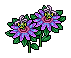 Lila Passionsblume