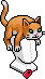 Orangefarbener Katzenhut