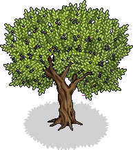 Olivenbaum