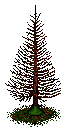 Alter Tannenbaum