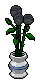 Schwarze Rosen