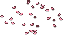 Sakura-Blüten