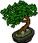 Chinesischer Banyan Bonsai