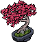 Japanischer Ahorn Bonsai