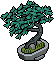 Fichten Bonsai
