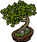 Japanischer Bocksdorn Bonsai