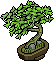 Hainbuche Bonsai