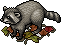 Waschbär