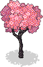 Tokio-Sakura-Baum